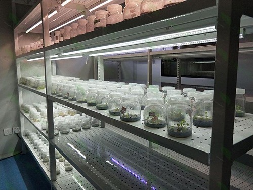 淳安植物组织培养实验室设计建设方案
